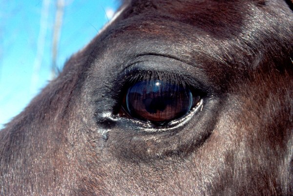 Das Auge von einem Pferd - ein reizvoller Anblick