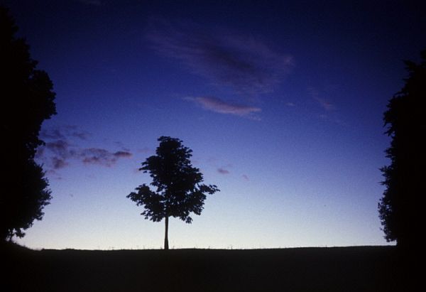 Baum in Morgendämmerung