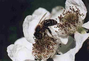 Biene auf  Brombeerblüte