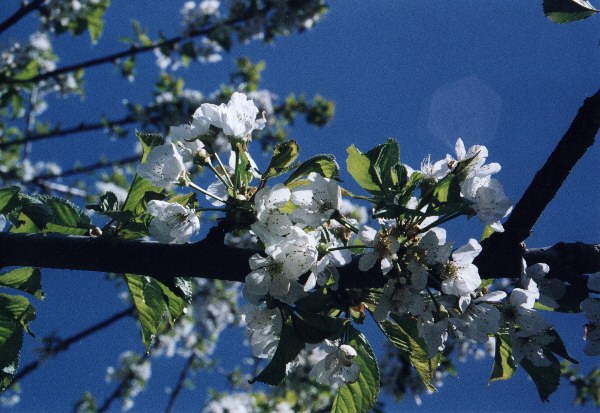 Die Blte des Kirschbaums ist besonders schn