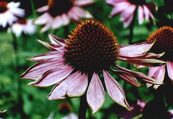 Der Sonnenhut ist eine schöne Blume, die auch als Heilpflanze Verwendung findet (Echinacea)