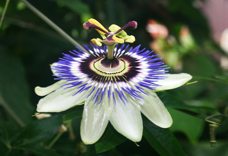 Blumen: Maracuja-Blüte