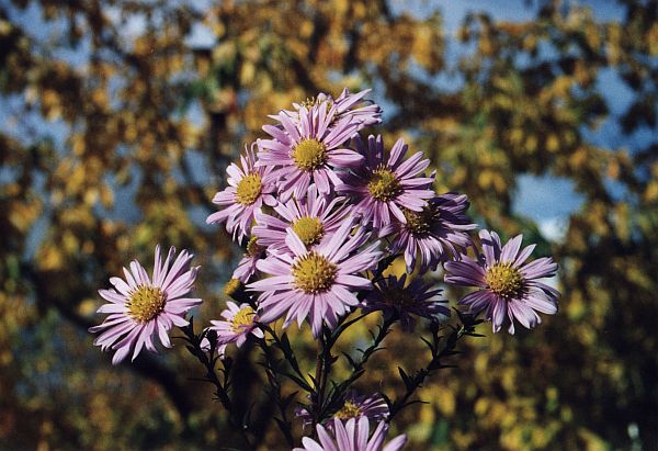 Ein im Garten wachsender Blumenstrau aus Herbstastern