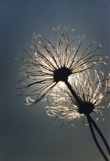 Kchenschelle in Blumenwiese