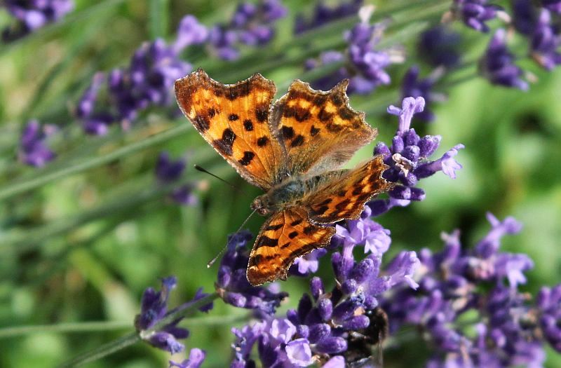 C-Falter + Lavendel in unserem Garten