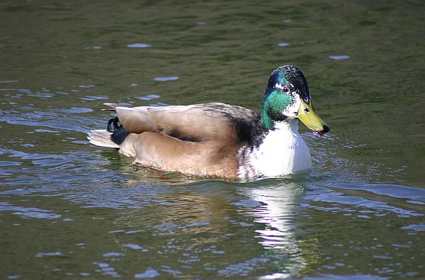 Ente im Wasser eines Sees