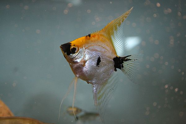 Die Fische wurden mit einer digitalen Speigelreflexkamera aufgenommen.