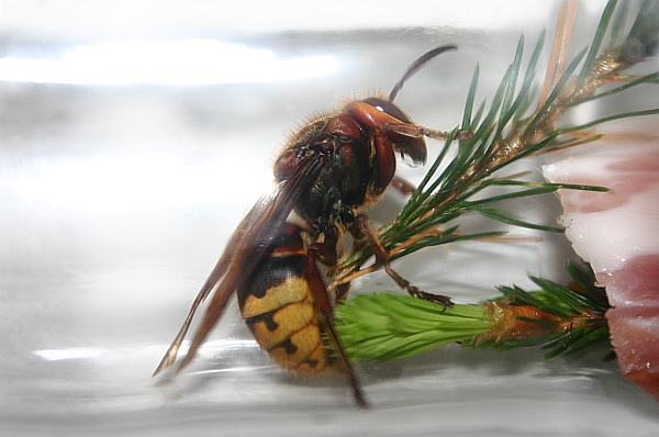 Hornisse  - etwas unheimlich