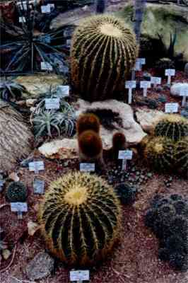 Diese Kakteen waren im Botanischen Garten in Tbingen