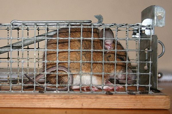 Maus in Mausefalle
