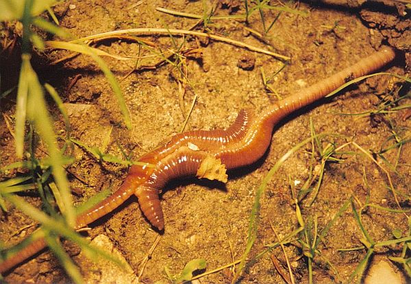 Regenwrmer beim Liebesspiel