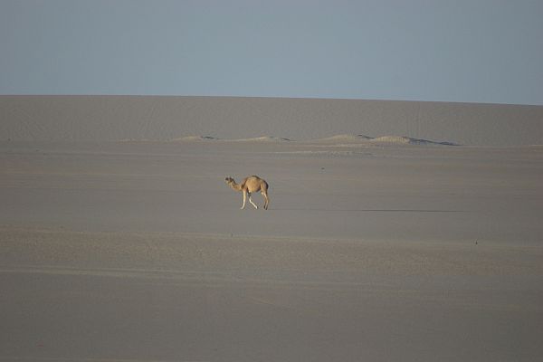 Die Sahara in Libyen - eine Sandwüste