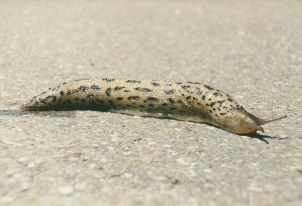 Eine weie Schnecke ist bei uns eher selten