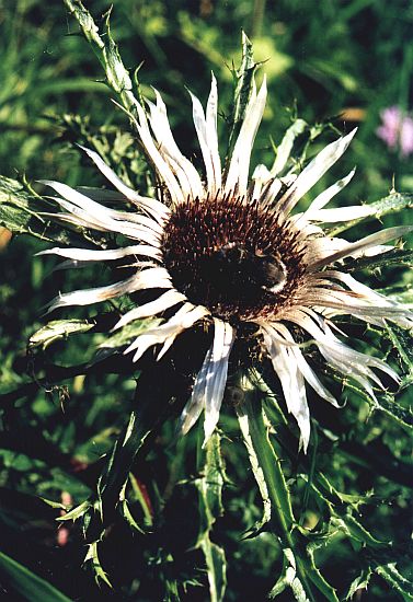 Die Silberdistel - das Wahrzeichen fr die Schwbische Alb