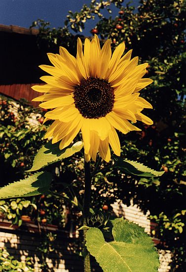 Sonnenblumen in unserem Garten