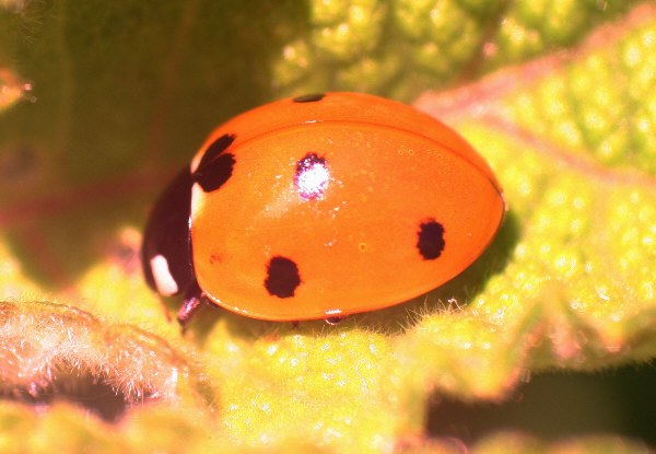 Marienkfer sind kleine Tiere - dafr gibt es Makro-Objektive!