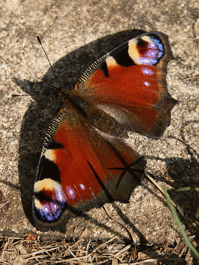 Schmetterlinge - Tiere, die man einfach mgen mu!