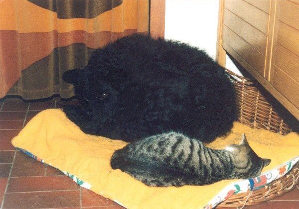 Katzen und Hunde - Tiere zum Streicheln!