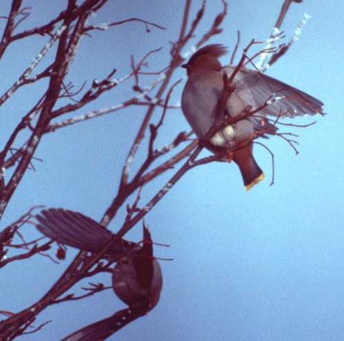 Diese Vgel kamen spontan zu uns ins Dorf