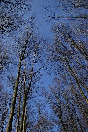 Manchmal sieht man den Wald vor lauter Bumen nicht...