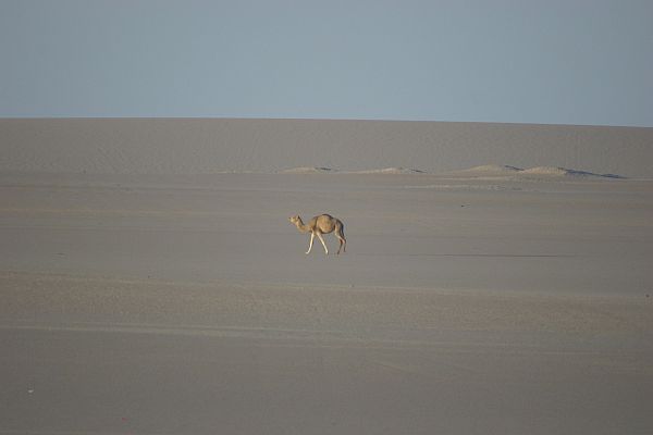 Das Dromedar - neben dem Kamel eines der Tiere der Wüste