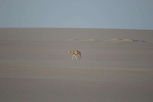Das Dromedar - neben dem Kamel eines der Tiere der Wste