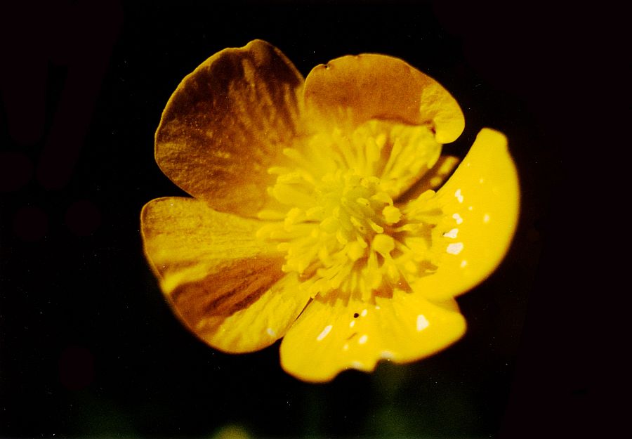 Des fleurs dans notre jardin