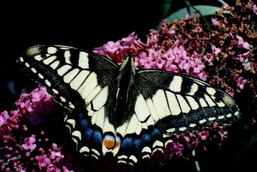Butterflies like the swallowtail are rare but visible