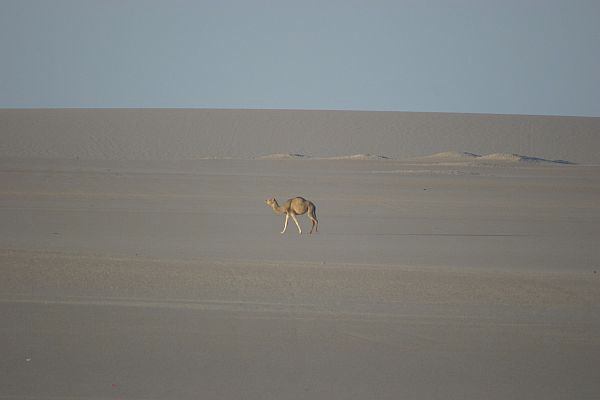 The dromedary - besides the camel one of the desert animals